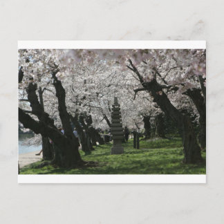 Cherry Blommar Washington DC Vykort