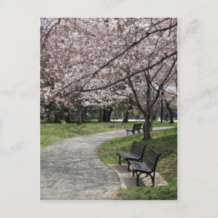 Cherry Blommar Washington DC Vykort