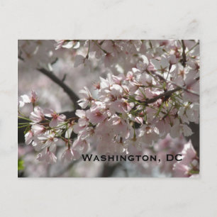 Cherry-Blommar:Washington, DC-vykort Vykort