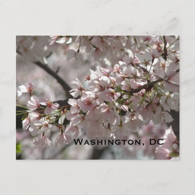 Cherry-Blommar:Washington, DC-vykort Vykort (Framsida)