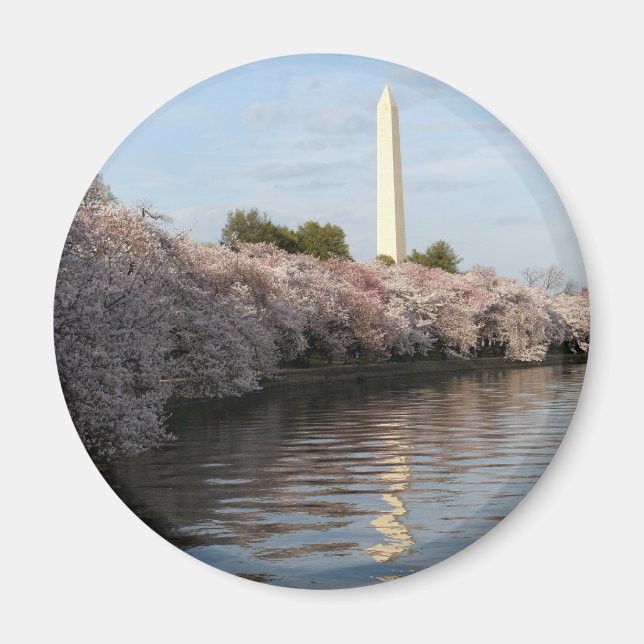 Cherry Blommar Washington monument Magnet (Framsidan)
