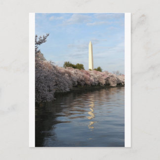 Cherry Blommar Washington monument Vykort