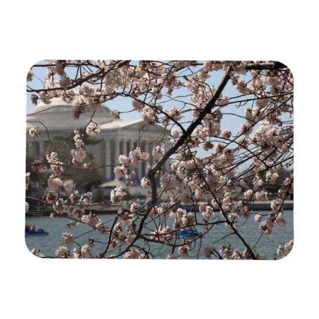 Cherry-Blommarna i Bloom i Washington DC Magnet (Horisontell)