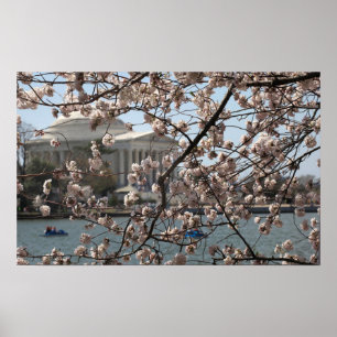 Cherry-Blommarna i Bloom i Washington DC Poster