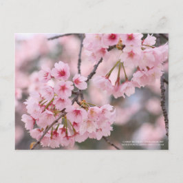 Cherry-blommarna "Oh-kanzakura":vykort Vykort