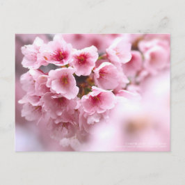Cherry-blommarna "Oh-kanzakura":vykort Vykort