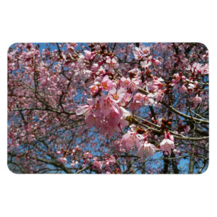 Cherry Blommars and Bee Rosa Vår blommor Magnet