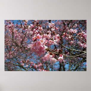 Cherry Blommars and Bee Rosa Vår blommor Poster