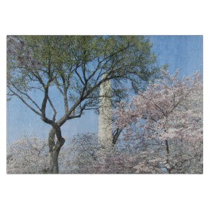 Cherry Blommars and Washington Monument in DC
