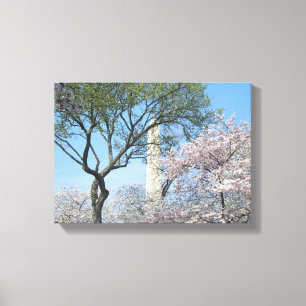 Cherry Blommars and Washington Monument in DC Canvastryck