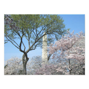 Cherry Blommars and Washington Monument in DC Fototryck
