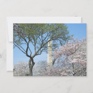 Cherry Blommars and Washington Monument in DC Kort