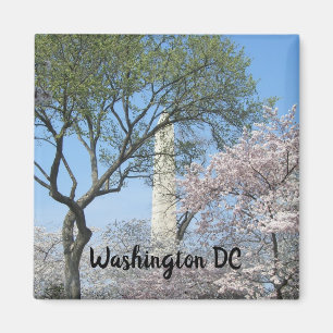 Cherry Blommars and Washington Monument in DC Magnet