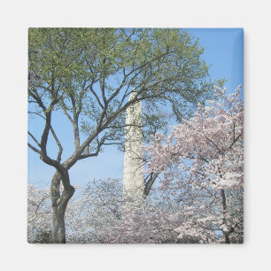 Cherry Blommars and Washington Monument in DC Magnet
