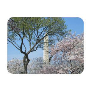 Cherry Blommars and Washington Monument in DC Magnet