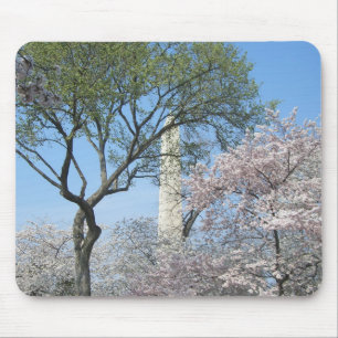 Cherry Blommars and Washington Monument in DC Musmatta