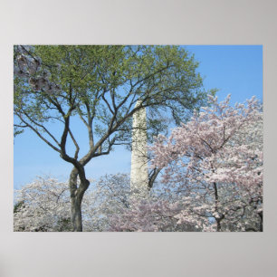 Cherry Blommars and Washington Monument in DC Poster
