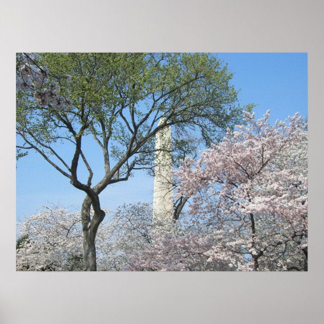 Cherry Blommars and Washington Monument in DC Poster (Framsidan)