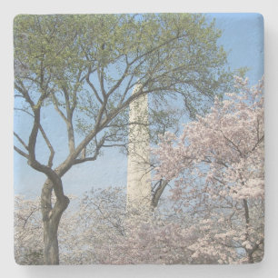Cherry Blommars and Washington Monument in DC Stenunderlägg