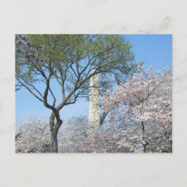 Cherry Blommars and Washington Monument in DC Vykort