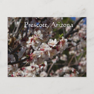 Cherry Blommars blooming in Prescott,Arizona Vykort
