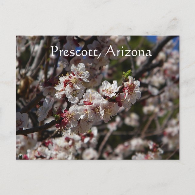 Cherry Blommars blooming in Prescott,Arizona Vykort (Framsida)