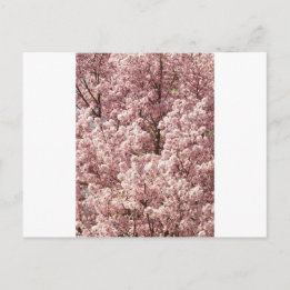 Cherry Blommars Flowers Träd Nature Destiny Park Vykort