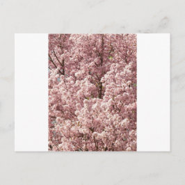 Cherry Blommars Flowers Träd Nature Destiny Park Vykort