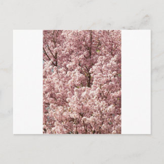Cherry Blommars Flowers Träd Nature Destiny Park Vykort