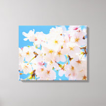 Cherry Blommars i Vår