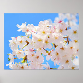 Cherry Blommars i Vår Poster