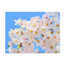 Cherry Blommars i Vår