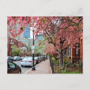 Cherry Blommars in Boston Massachusetts Postcard Helg Vykort