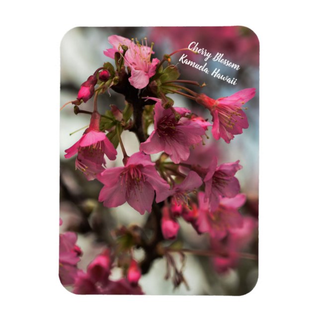 Cherry Blommars in Hawaii Magnet (Vertikal)