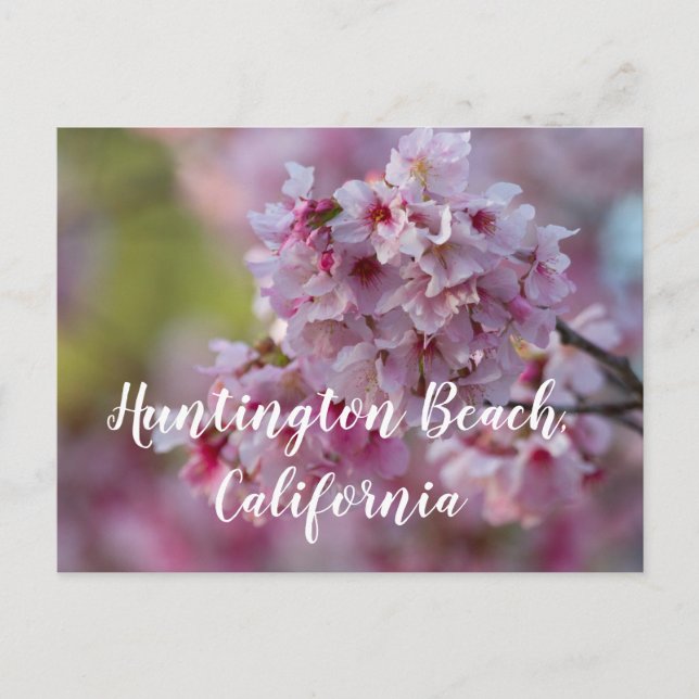 Cherry Blommars in Huntington Beach, CA Vykort (Framsida)