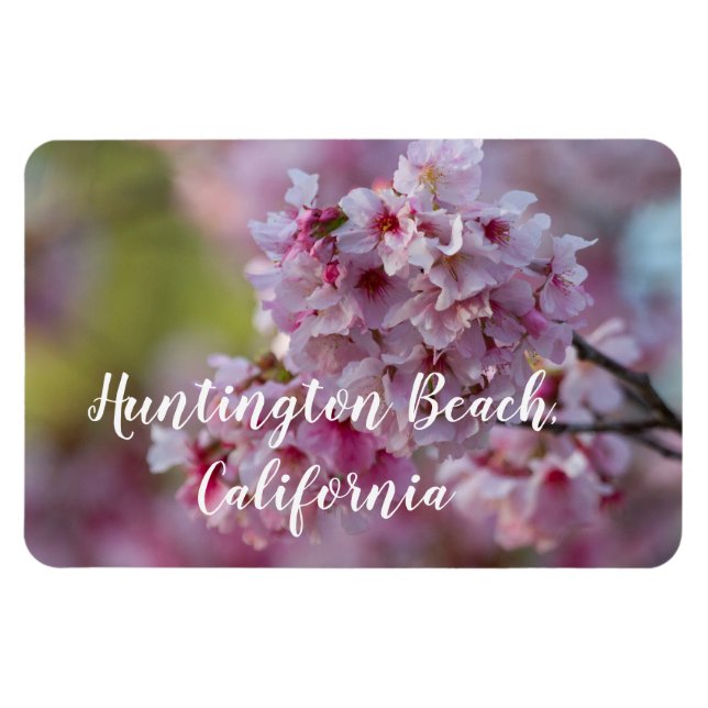 Cherry Blommars in Huntington Beach Magnet (Horisontell)