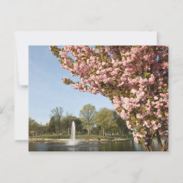 Cherry Blommars in Lincoln Park Vykort