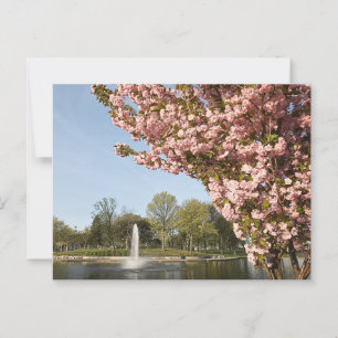 Cherry Blommars in Lincoln Park Vykort
