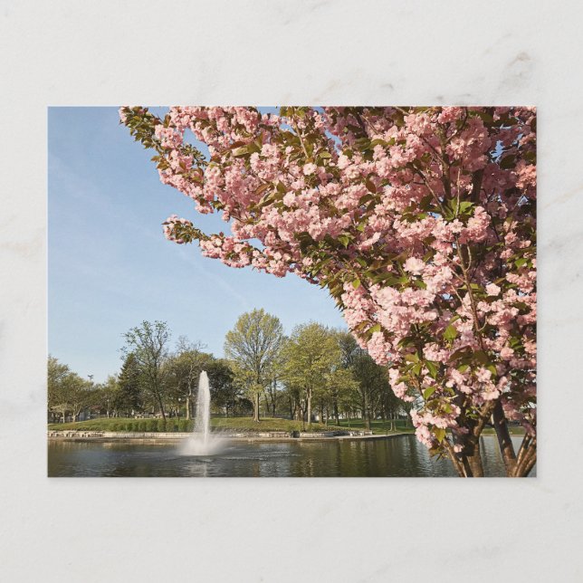 Cherry Blommars in Lincoln Park Vykort (Framsida)