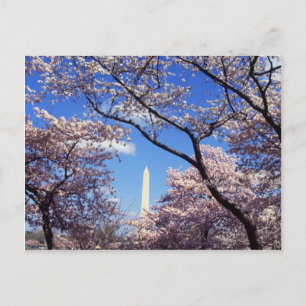 Cherry Blommars in Washington D.C. Vykort