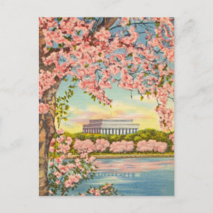 Cherry Blommars in Washington D.C. Vykort