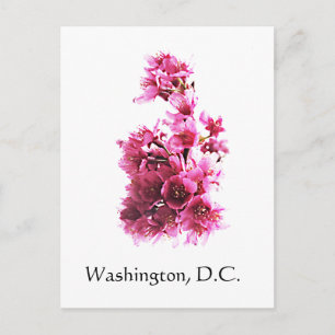 Cherry blommars in Washington, D.C. Vykort