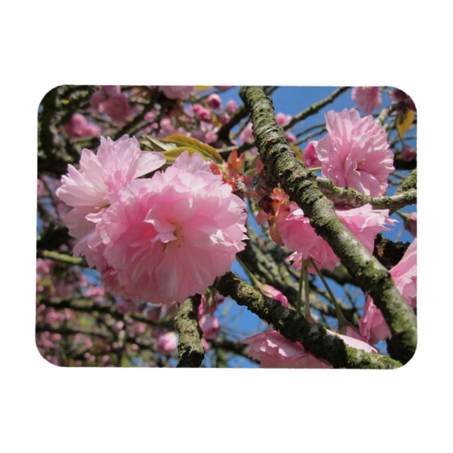 Cherry Blommars Magnet (Horisontell)