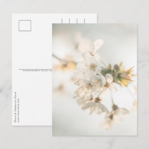 Cherry Blommars Nature Photo Vykort