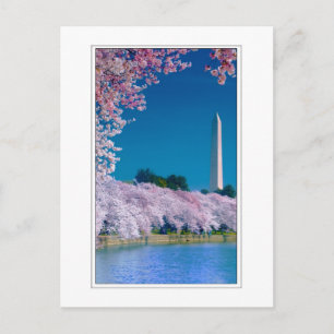 Cherry Blommars och Washington Monument Vykort
