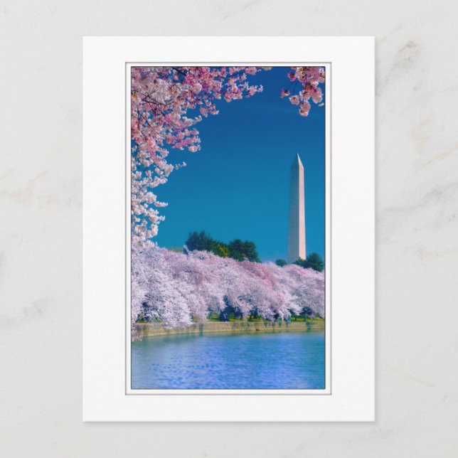 Cherry Blommars och Washington Monument Vykort (Framsida)