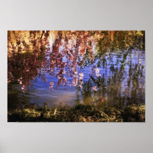 Cherry Blommars over a Pond Poster
