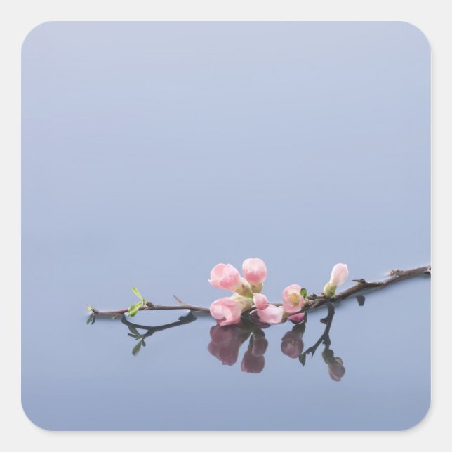Cherry blommars på vatten fyrkantigt klistermärke (Framsida)