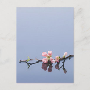 Cherry blommars på vatten vykort