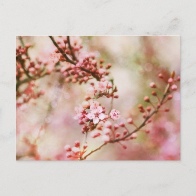 Cherry Blommars Photo Vykort (Framsida)